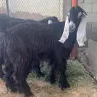 تيس عارضي طيب 5 شهور