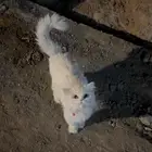 لقيت بسه ضايعه