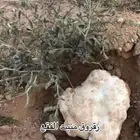 بذور الرقروق جديد بسعر طيب