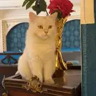 خميس مشيط حي الشفاء