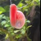 حلزون رامشون