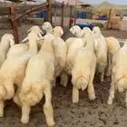 طليان سواكن وحريات وتيوس محايليه ذبايح