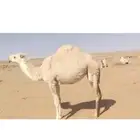 بكره للبيع