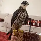 مطلوب بكه او جليميه بدمام شرط صحه خاص مفتوح