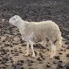 طلي حري صنف