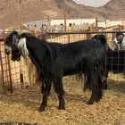 تيس فحل مشروط