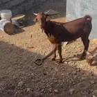 تيس ادهم مسروق