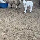 شاه مهجنة متاومة