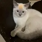 قطط هملايا