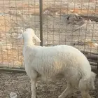 طلي حرى