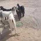 تيوس وجفرات عارضيه