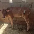 حسايل جرسيات للبيع