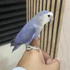 روز هدد