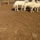فحل حري مشروط