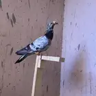 ذكر شامي
