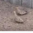 للبيع قطا