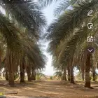 للبيع انتاج نخل في روسه