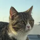 قطه سكوتش ستريت للتبني