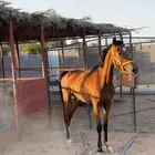 فرس