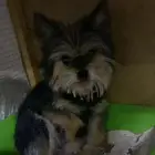 كلب للبيع نوعه يوركشاير ميكس لايجي الا الصامل