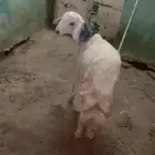 خروف ما شاء الله