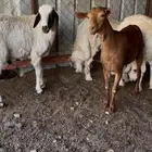 ثلاثه خرفان وسط وعناق دهما للبيع