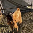 خميس مشيط القاعه