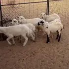 طليان7 ورخال 2 المجموع 9