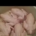 فروخ حمام الموقع ابانات