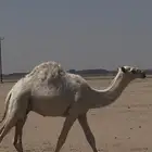 قعود