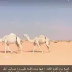 لبيع ابل