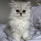 قط نوع نادر هملايا
