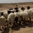 رخال نعيم للبيع من حلال طيب مصدره