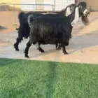 معزاء عوارض كتيفيه صنف خصمم تم البيع