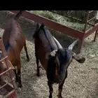 4 تيوس حص فل شحم 4 شهور