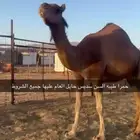 خلفات ولقحات للبيع