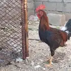 للبيع دجاج عربي اصيل