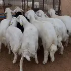 طليان حري جذعان