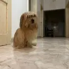 كلب