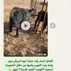 للبيع مراح معزاء قزميات خصم