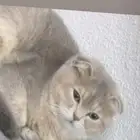 سكوتش فولد للبيع او البدل