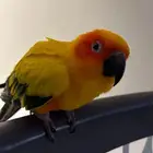 أبي طيور للتبني