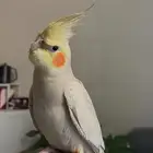 طير مفقود كروان حي الياسمين