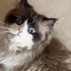 قط مفقود مكافأه لمن يجده حي النسيم