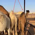 مطلوب قعدان جملة ما تزيد 4500 ريال