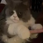 قطو ضايع ب سوق (السوريين)