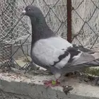 زوجين حمام