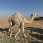 حاشي لباني