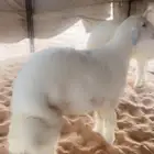 عدد 2 خرفان حري جبرات عقايق