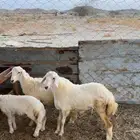 رخال حريات ( تم البيع )
